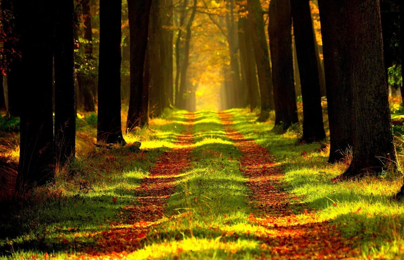 Bosque denso con árboles altos, representando la complejidad y los caminos sinuosos de los procesos legales.